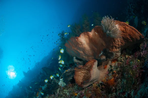 Géant spone bunaken sulawesi indonesia photo sous-marine — Photo