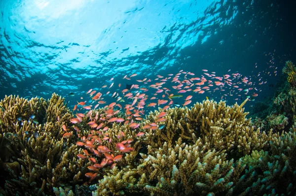 Schulfische bunaken sulawesi indonesien unterwasser photo — Stockfoto