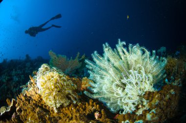 Scuba diving Dijana bunaken sulawesi Endonezya lamprometra sp. sualtı fotoğraf