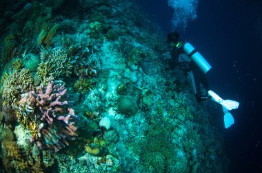 Tüplü dalış seafan bunaken sulawesi Endonezya melithaea sualtı fotoğraf