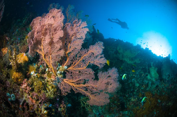 Scuba diving seafan bunaken sulawesi indonesia underwater photo melithaea — Stock Photo, Image