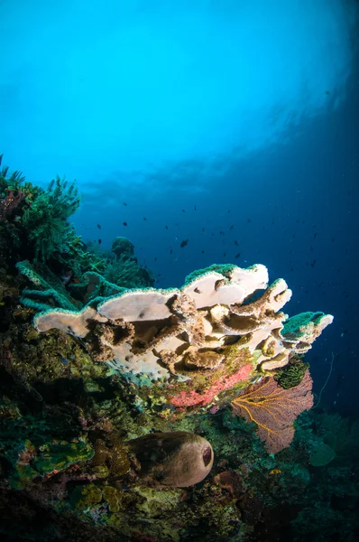Coral blando bunaken sulawesi indonesia acropora sp. foto submarina —  Fotos de Stock