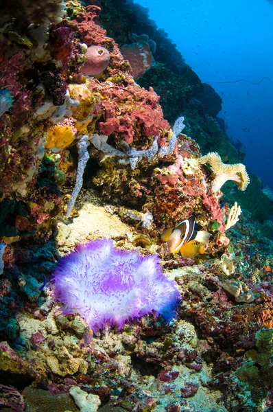Miękki koral bunaken sulawesi Indonezja Anemon fotografia podwodna — Zdjęcie stockowe