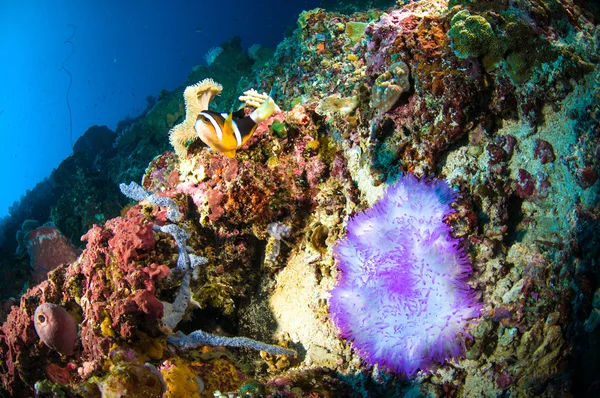 Morbido corallo bunaken sulawesi indonesia anemone foto subacquea — Foto Stock