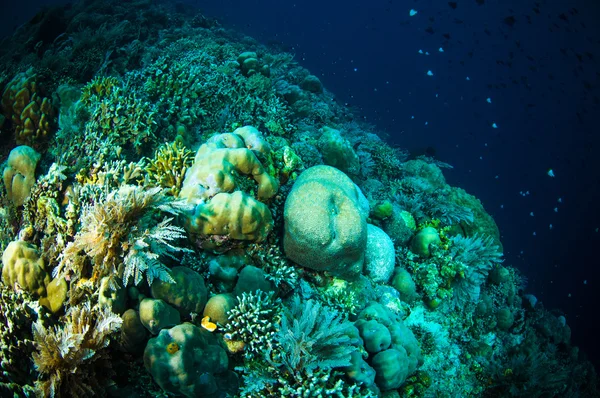 Coral bunaken sulawesi indonesia acropora sp. foto subaquática — Fotografia de Stock