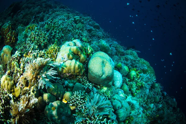 Coral bunaken sulawesi indonesia acropora sp. foto submarina —  Fotos de Stock