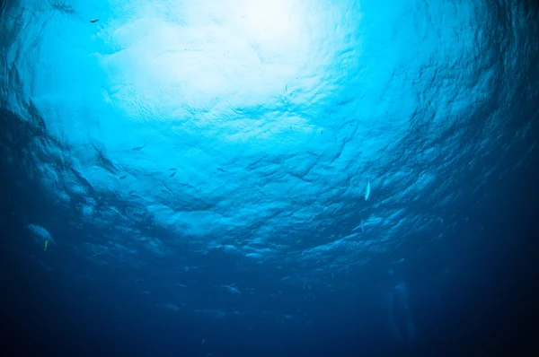 Морська черепаха на коралових бункерах Сулавесі Індонезія мідас Челонія підводне фото — стокове фото
