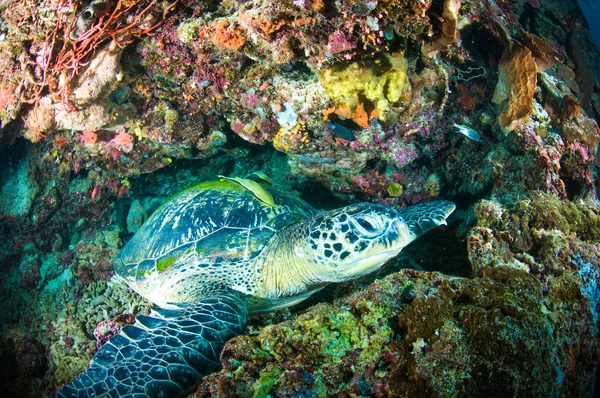 Karetschildpad op koraal bunaken sulawesi Indonesië mydas chelonia onderwater foto — Stockfoto