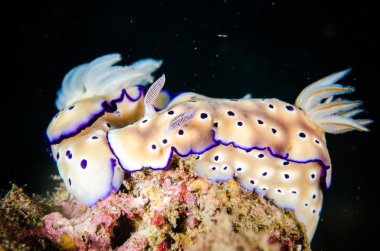 Omurgasızını bunaken sulawesi Endonezya chromodoris sp. sualtı fotoğraf