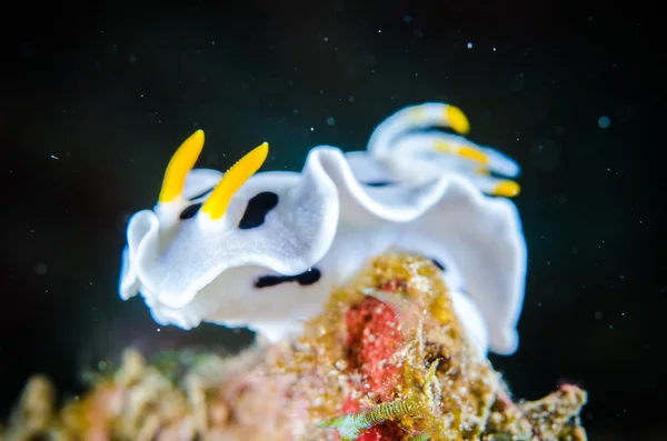 Nacktschnecke bunaken sulawesi indonesien chromodoris sp. Unterwasserfoto — Stockfoto