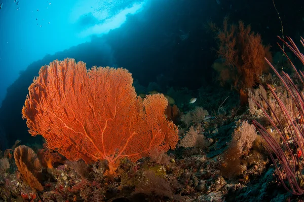 Seafan bunaken sulawesi indonesia melithaea sp. foto subacquea — Foto Stock