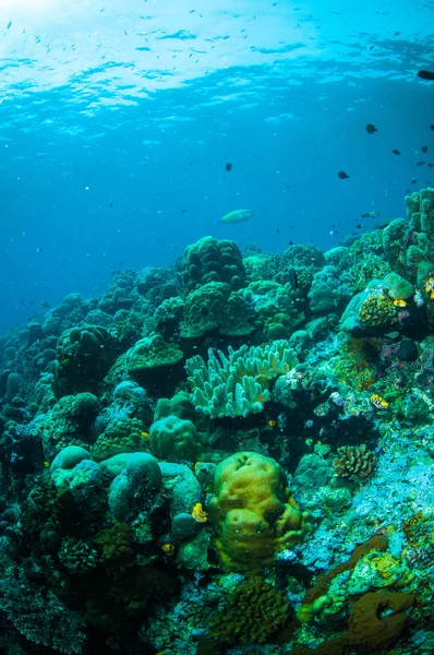 Scuba diving bunaken sulawesi Indonesië onderwater foto — Stockfoto