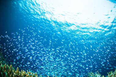 Thousand fish bunaken sulawesi indonesia underwater photo clipart