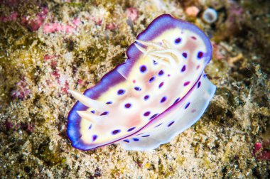 Omurgasızını bunaken sulawesi Endonezya chromodoris sp. sualtı fotoğraf
