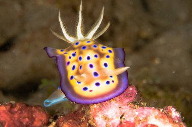 Omurgasızını bunaken sulawesi Endonezya chromodoris sp. sualtı fotoğraf