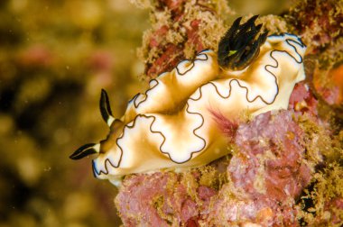 Omurgasızını bunaken sulawesi Endonezya glossodoris sp. sualtı fotoğraf
