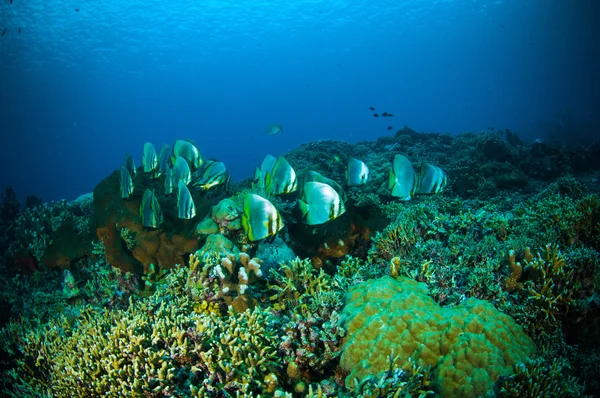 Золоті spadefish bunaken Сулавесі Індонезія platax boersii підводні фото — стокове фото