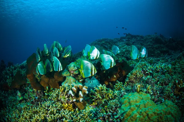 Золоті spadefish bunaken Сулавесі Індонезія platax boersii підводні фото — стокове фото