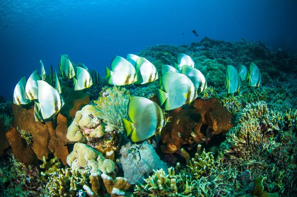 Spadefish doré bunaken sulawesi indonesia platax boersii photo sous-marine — Photo