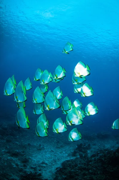 Dorada spadefish bunaken sulawesi indonesia platax boersii foto submarina —  Fotos de Stock