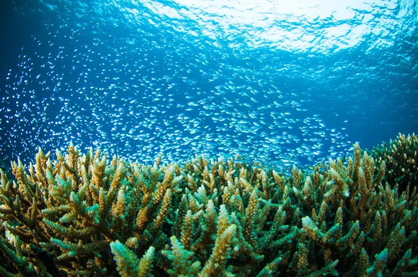 Tausend fische bunaken sulawesi indonesien unterwasserfotos — Stockfoto