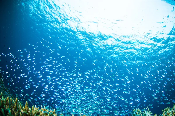 Tausend fische bunaken sulawesi indonesien unterwasserfotos — Stockfoto