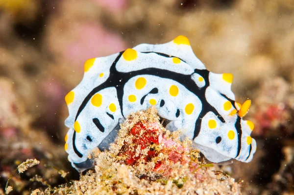 Nudibranch bunaken sulawesi indonesia foto submarina — Foto de Stock