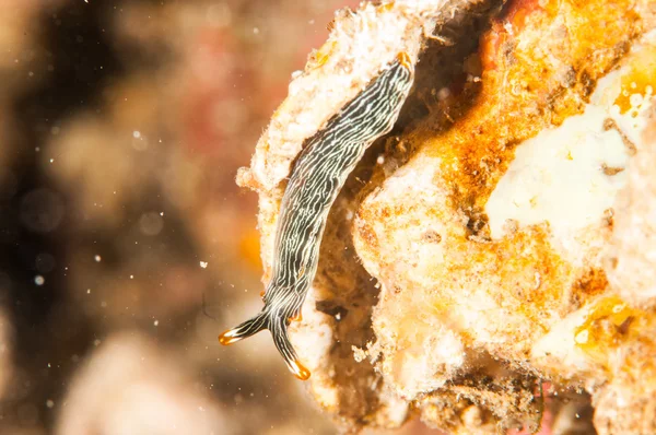 Nudibranch bunaken sulawesi indonesia foto submarina — Foto de Stock