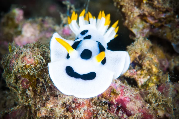 Nudibranco bunaken sulawesi indonesia chromodoris dianae foto subacquea — Foto Stock