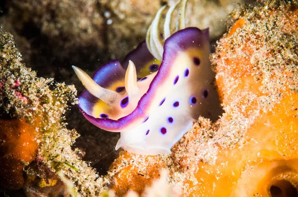 Nacktschnecke bunaken sulawesi indonesien chromodoris sp. Unterwasserfoto — Stockfoto