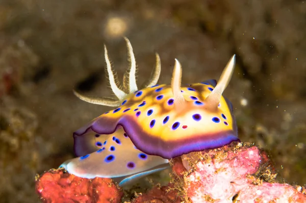 Nudibranch bunaken sulawesi indonesia chromodoris sp. foto submarina —  Fotos de Stock