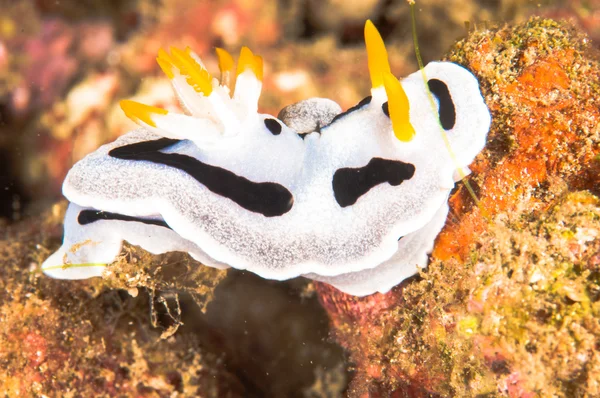 Nudibranch bunaken sulawesi indonesia chromodoris dianae underwater photo — Stock Photo, Image