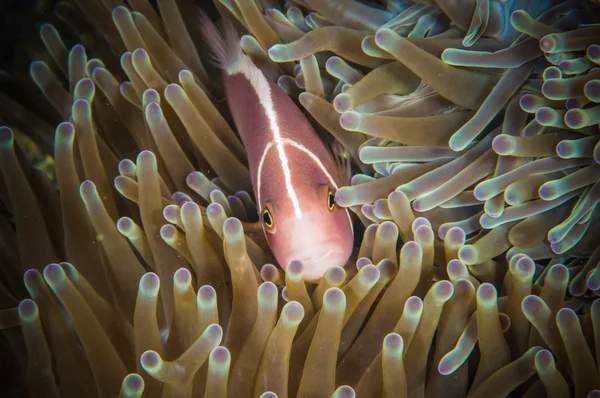 Anemonefish simning Bunaken Sulawesi Indonesien undervattensfoto — Stockfoto