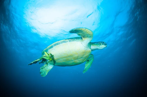 Sea turtle swimming bunaken sulawesi indonesia mydas chelonia underwater photo — Stock Photo, Image