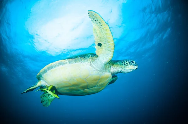 Tortuga marina natación bunaken sulawesi indonesia mydas chelonia foto submarina — Foto de Stock