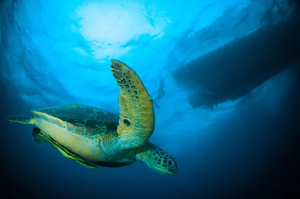 Meeresschildkröte schwimmt bunaken sulawesi indonesien mydas chelonia unterwasser photo — Stockfoto