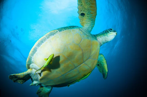 海亀の水泳スラウェシ島ブナケン インドネシア アオウミガメ chelonia 水中写真 — ストック写真