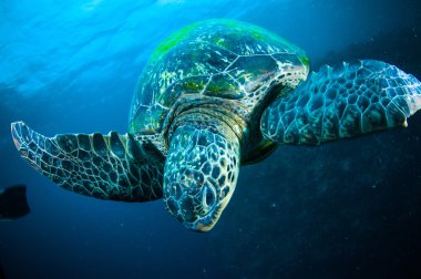 Sea turtle on coral bunaken sulawesi indonesia mydas chelonia underwater photo clipart