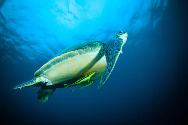 Sea turtle swimming bunaken sulawesi indonesia mydas chelonia underwater photo — Stock Photo, Image