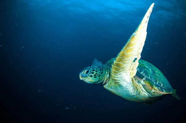 Żółw morski pływanie bunaken sulawesi Indonezja chelonia mydas zdjęcie podwodne — Zdjęcie stockowe