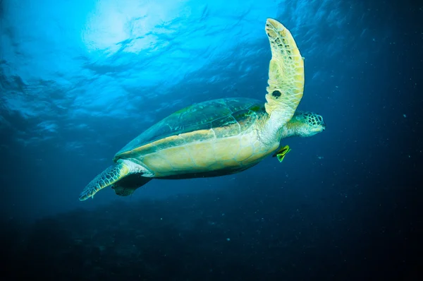 Морская черепаха купание bunaken sulawesi indonesia mydas chelonia подводное фото — стоковое фото