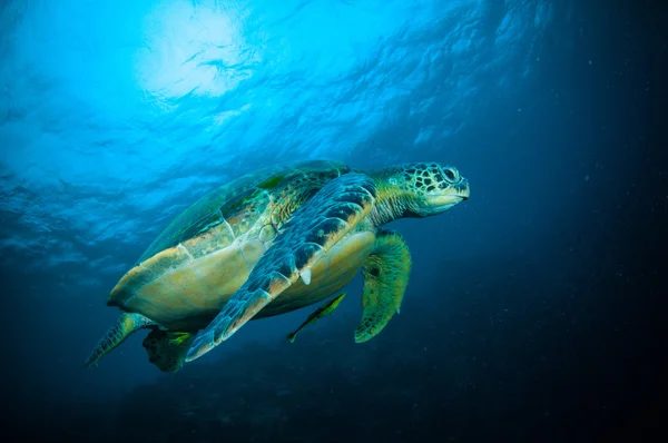Meeresschildkröte schwimmt bunaken sulawesi indonesien mydas chelonia unterwasser photo — Stockfoto
