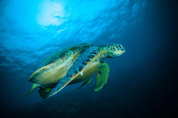 Tortuga marina natación bunaken sulawesi indonesia mydas chelonia foto submarina — Foto de Stock