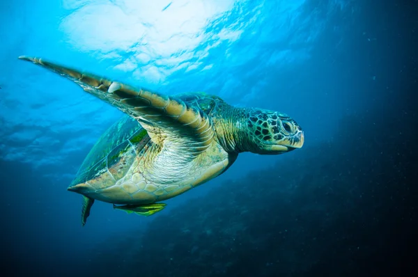 Морская черепаха на коралловом бунакене sulawesi indonesia mydas chelonia подводное фото — стоковое фото