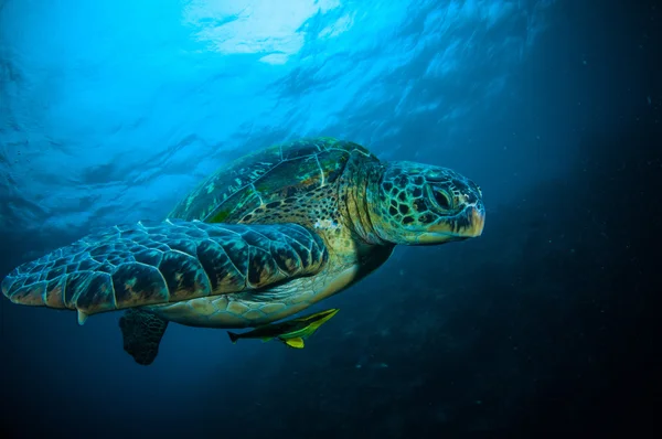 Tortuga marina sobre coral bunaken sulawesi indonesia mydas chelonia foto submarina —  Fotos de Stock