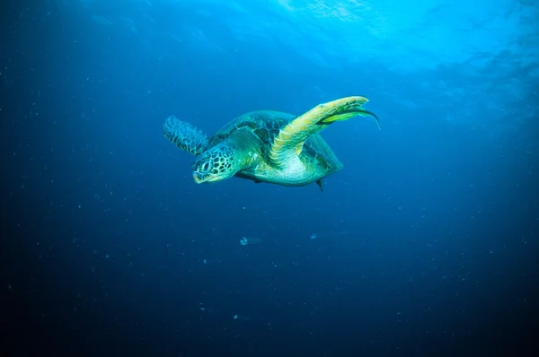 Żółw morski na rafy bunaken sulawesi Indonezja chelonia mydas zdjęcie podwodne — Zdjęcie stockowe