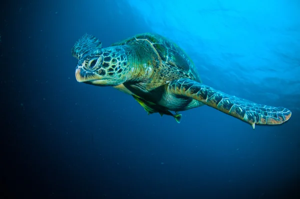 Tartaruga marinha em corais bunaken sulawesi indonesia mydas chelonia foto subaquática — Fotografia de Stock