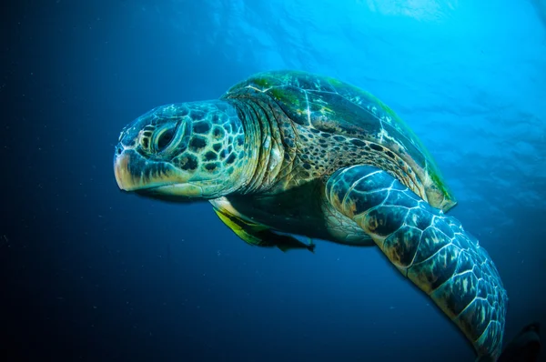 Sea turtle on coral bunaken sulawesi indonesia mydas chelonia underwater photo — Stock Photo, Image