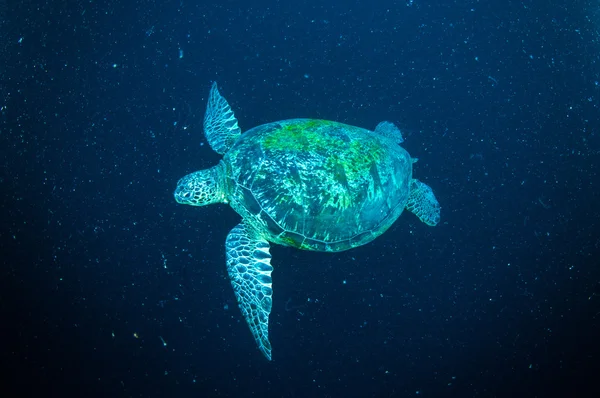 Sea turtle on coral bunaken sulawesi indonesia mydas chelonia underwater photo — Stock Photo, Image