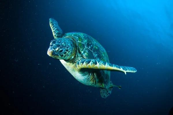 Sea turtle on coral bunaken sulawesi indonesia mydas chelonia underwater photo — Stock Photo, Image